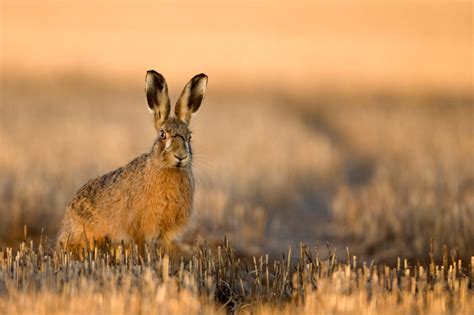Gift ideas for your hare loving friends | brown hare photo | Peter ...