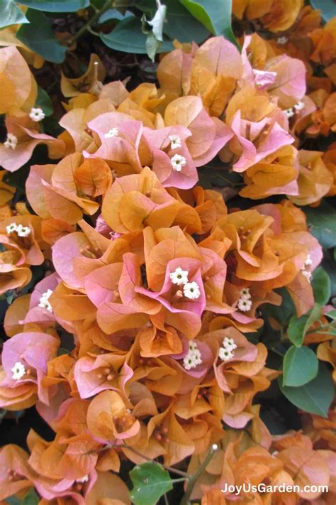 Bougainvillea Care & Growing Tips (Guide)
