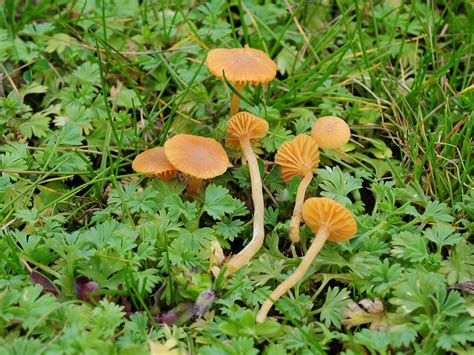 Світ грибів України » Galerina graminea