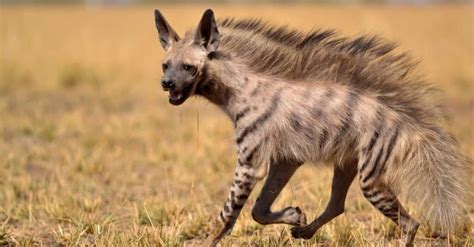 Are Hyena Dogs Or Cats