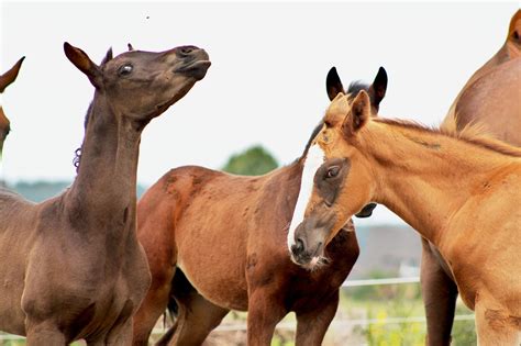 kuda anak peternakan foto gratis  pixabay pixabay