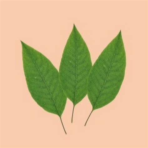 Healthy Organic Cures - YouTube