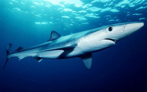 Blue Shark - Shark Facts and Information