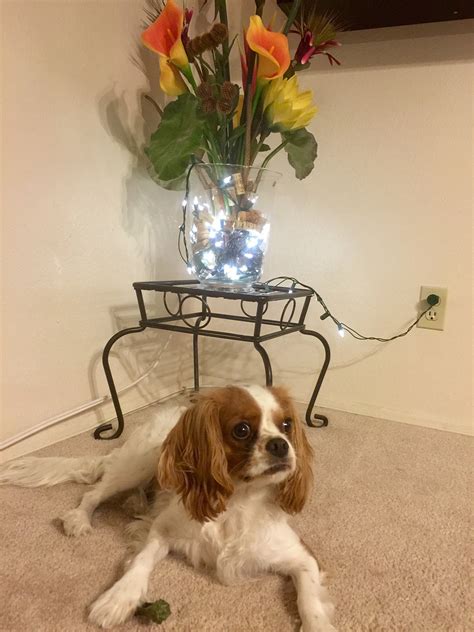 dog king charles spaniel  photo  pixabay