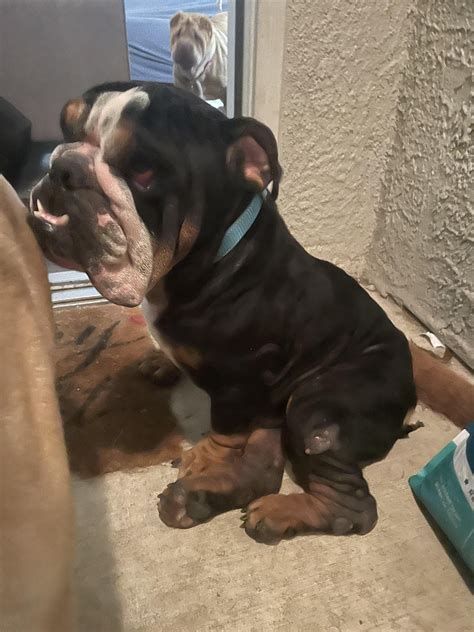 UPDATE: Waffles (rescue bulldog) on upcoming Entropion & Neuter Surgery