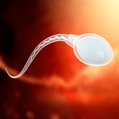 Why test Sperm? What tests can reveal how to gain and maintain good ...