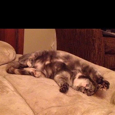 Napping. | Nap, Animals, Dogs