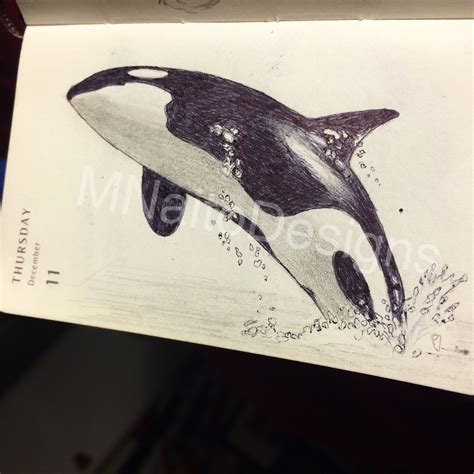 realistic whale drawing  paintingvalleycom explore collection
