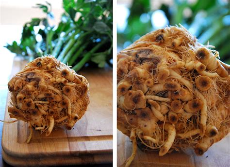 french foodie baby  gnarly roots