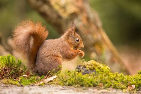 Ardilla roja o euroasiática (Sciurus vulgaris) - Dónde vive ...