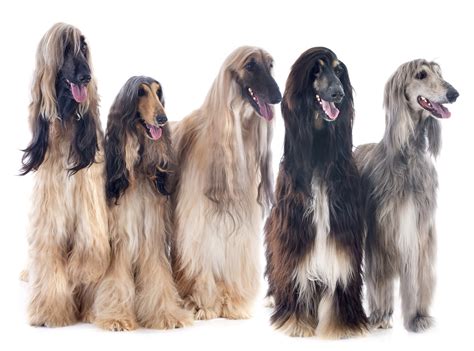 Afghan Hound - Dog-Breeds.net