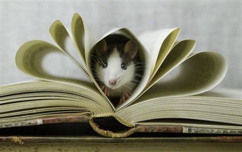Мышка в книжке!