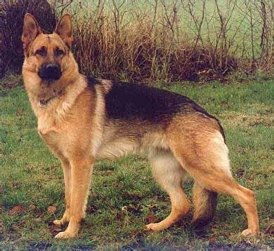 dog breed informations types  modern domestic dog