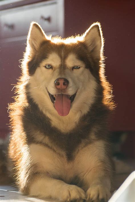 25 Unusual Siberian Husky Coat Colors & Patterns