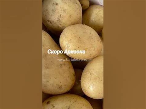Сорт картофеля Аризона и Алуэт #kartofelural - YouTube