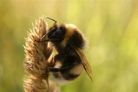 Hommel | ZeelandNet Foto