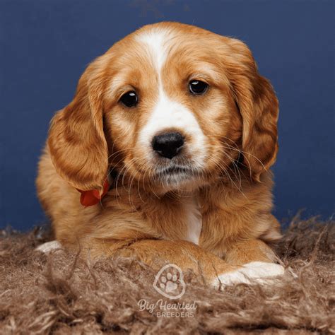 golden minis mini golden retrievers