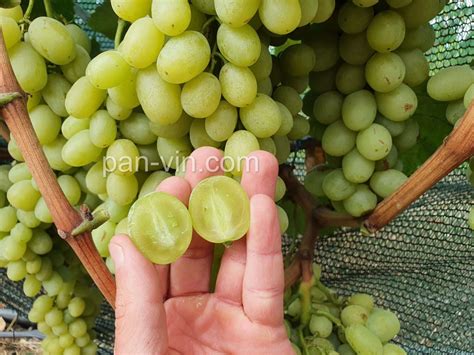 Кишмиш Рататуй — pan-vin.com