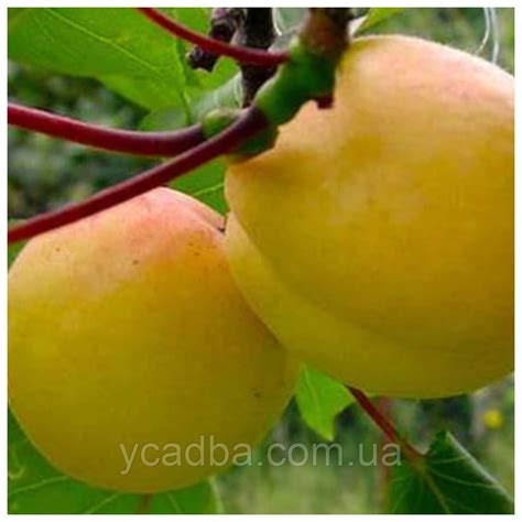 Абрикос Ананасный Дима (ранний) — Купить Недорого на Bigl.ua (820881479)