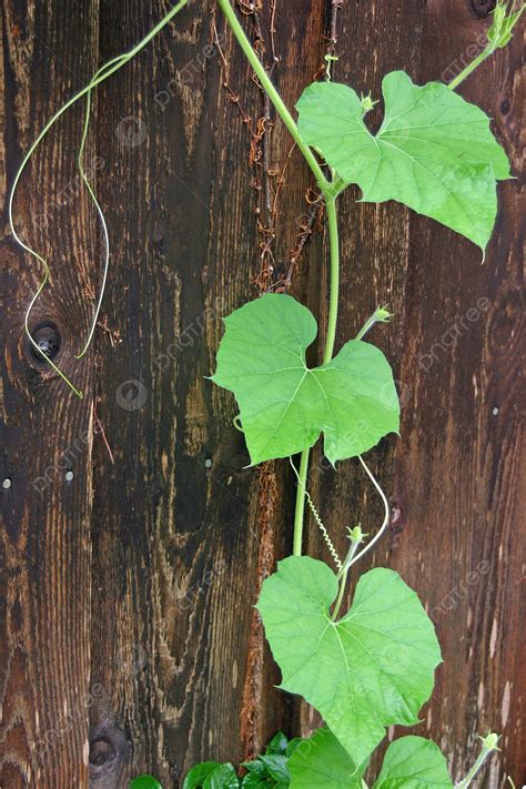 Green Ivy On Dark Brown Wood Ivy Grow Wood Photo Background And Picture
