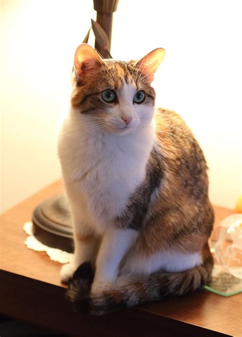Just wanted to show off my pretty kitty. She has the most perfect
