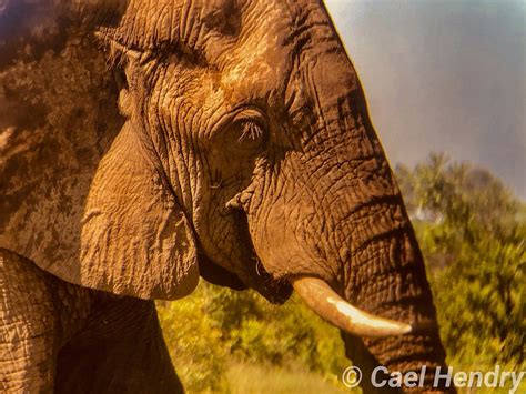 Elephant Elephants Nature - Free photo on Pixabay - Pixabay