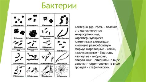 Классификация микроорганизмов - презентация онлайн