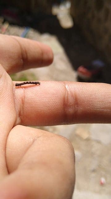 Worm, Video, Animal. Free Stock Video - Pixabay
