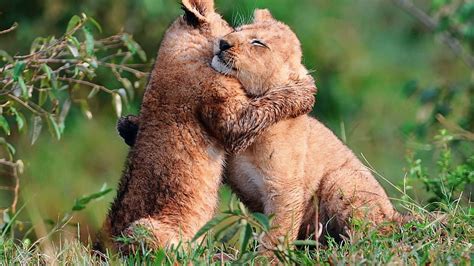 brown lions lion cubs cubs hugging herb hd wallpaper