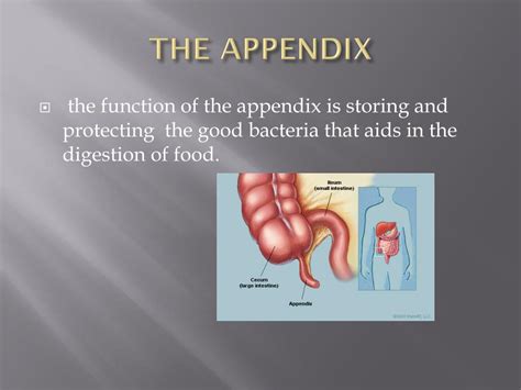 PPT - the digestive system PowerPoint Presentation, free download - ID ...