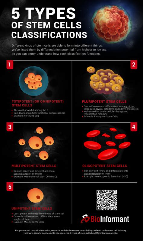 Do You Know the 5 Types of Stem Cells? | BioInformant