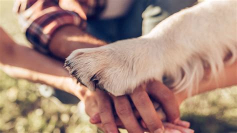 What Is A Loyal Dog Breed