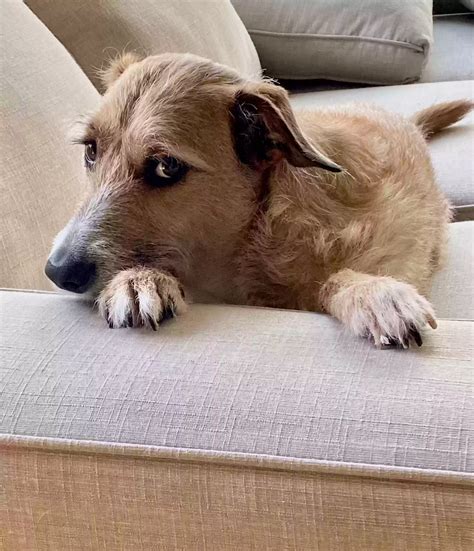 Dog adoption in Livermore, CA 94551: Wheaton terrier mix Dog "Dexter"