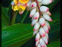 32 Ginger flowers ideas | flowers, planting flowers, exotic flowers