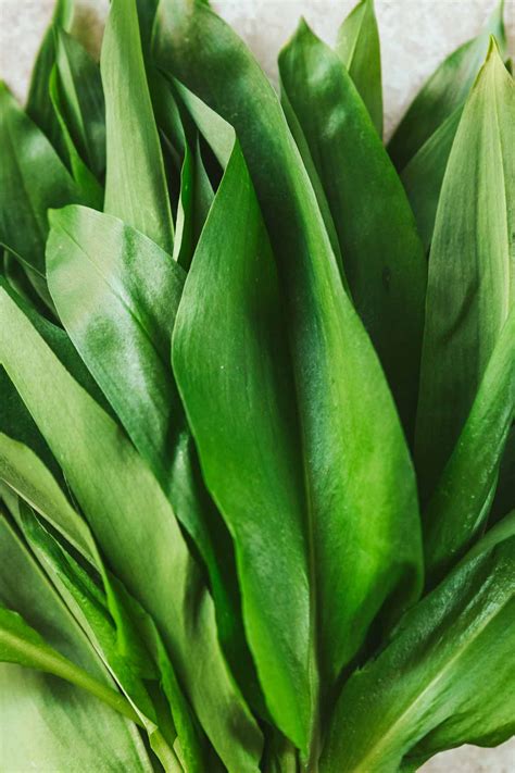 Wild Garlic Leaves 🌸🧄🌿Wild Garlic Flowers 🌿🧄🌸 The