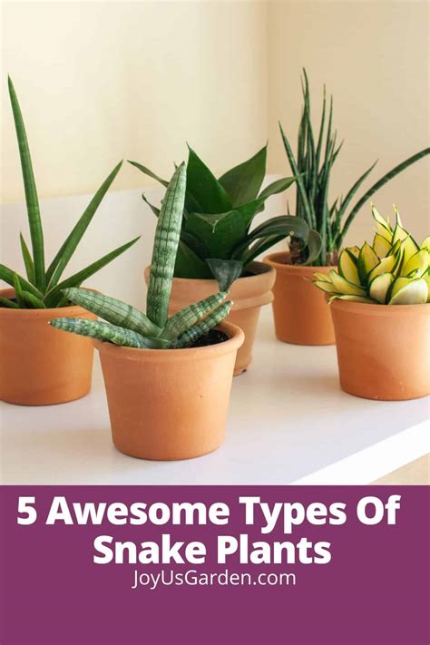 Types Of Snake Plants With Pictures And Names In And Outside