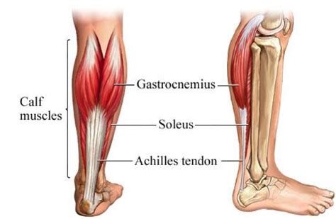 The Soleus – The Key to Your Running Success? - In Touch Physiotherapy, Singapore