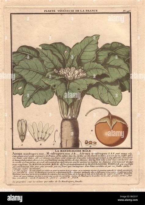 Mandrake plant hi-res stock photography and images - Alamy