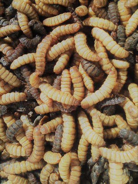 Black Soldier Fly Larvae 100 Pack - Bio Supplies