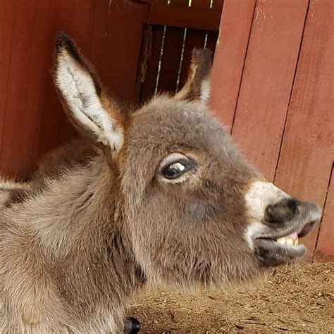 Churro The Burro | Clearwater FL