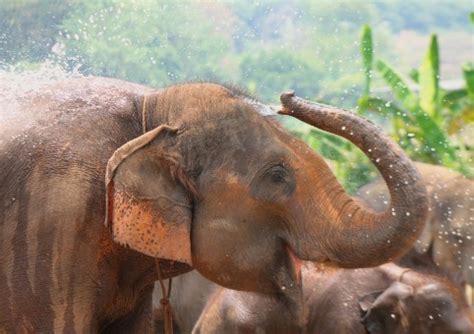 Poze : animale sălbatice, grădină zoologică, mamifer, faună, safari ...