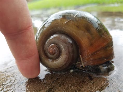Snails In West Texas at Mark Dunning blog