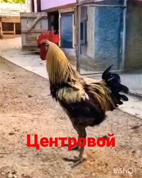 Центровой - YouTube