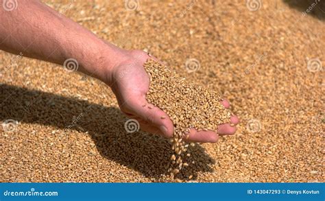 Man`s hand takes grains. stock image. Image of market - 143047293