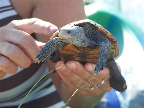National Estuaries Week – Diamondback Terrapins - UF/IFAS Extension