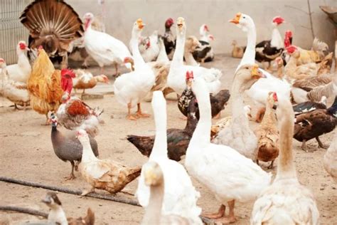 Купить куры-несушки - Куры молодки по низким ценам от птицефабрики 🐔 ...