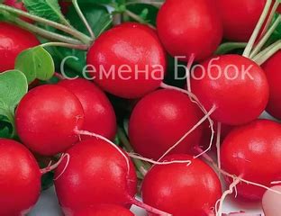 Редис Черриэт F1, 1 г - Семена Бобок