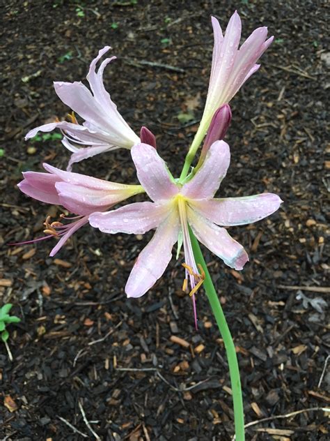 ornamental garden  august piedmont master gardeners