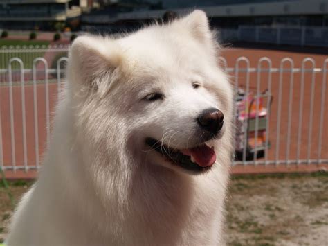 Samoyed is one of the most popular dog breeds in Australia