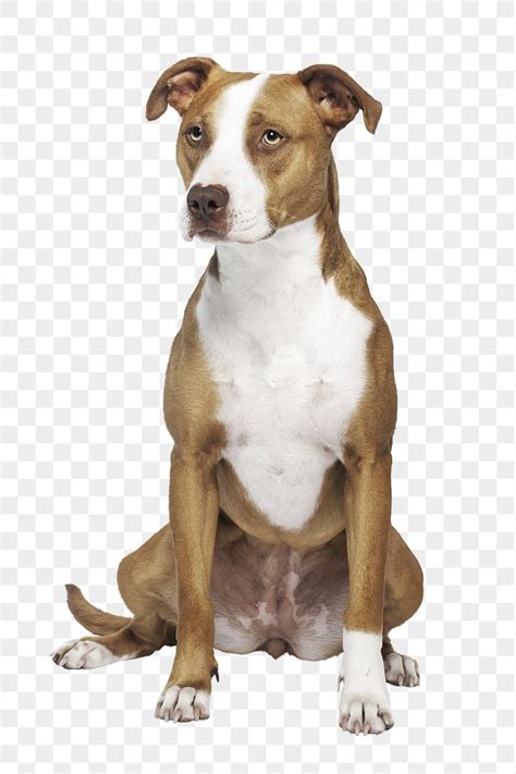 Pitbull Puppy Png